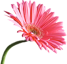 Flower_and_Landscape_-_Pink_Flower.jpg